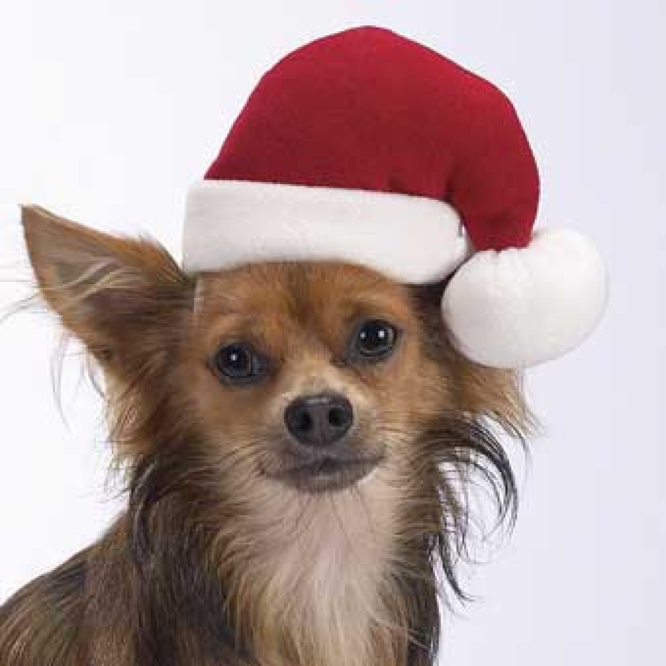 Weihnachtsmütze für Hunde, HundeWeihnachtsmütze