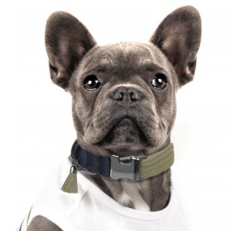 Luxus Hundehalsband aus Leder, für kleine Hunde