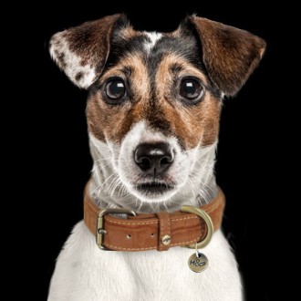 Luxus Hundehalsband, Leder Mix in Taupe, für große Hunde
