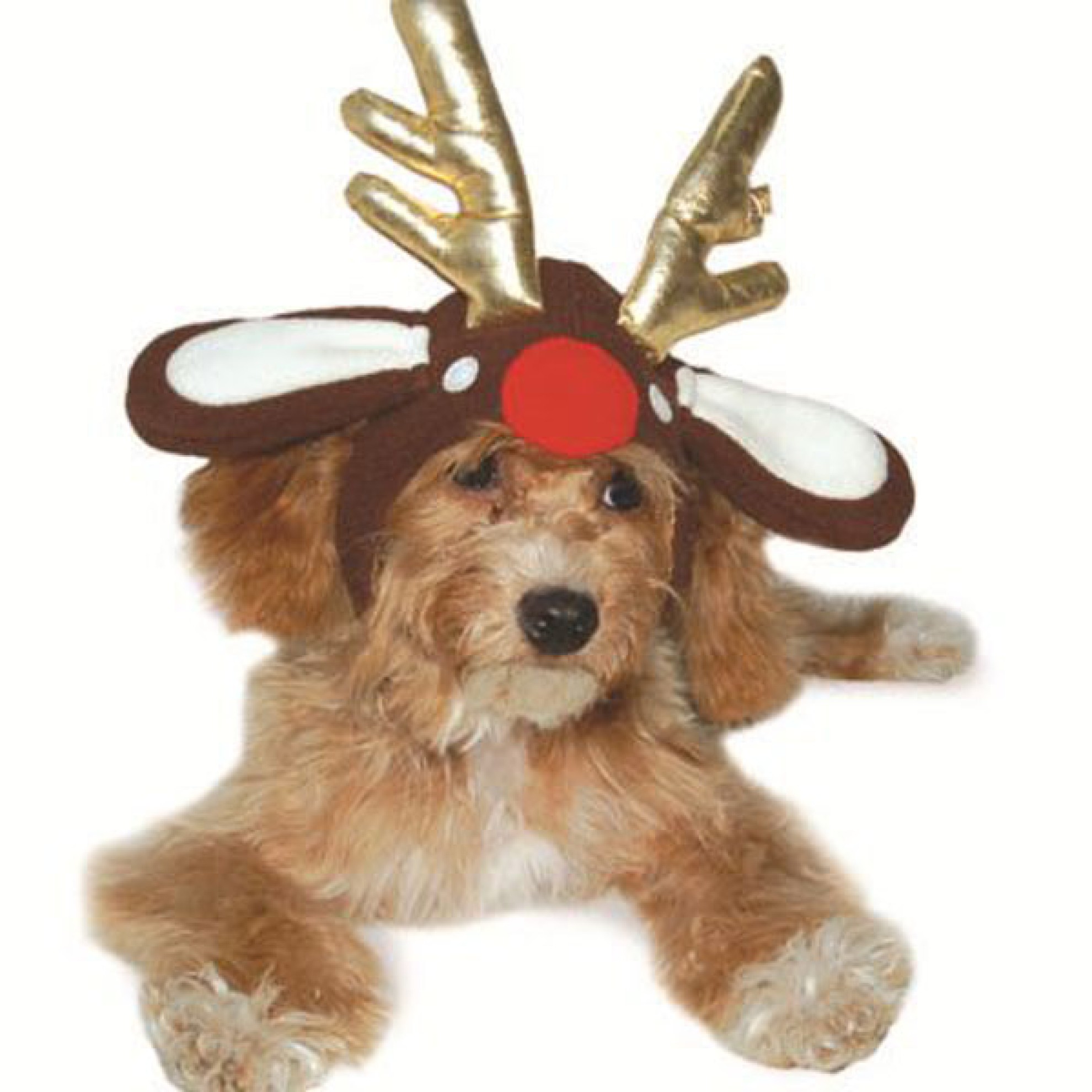 Hundemütze mit Rentiergeweih Größe XS XL, WeihnachtsHundemütze