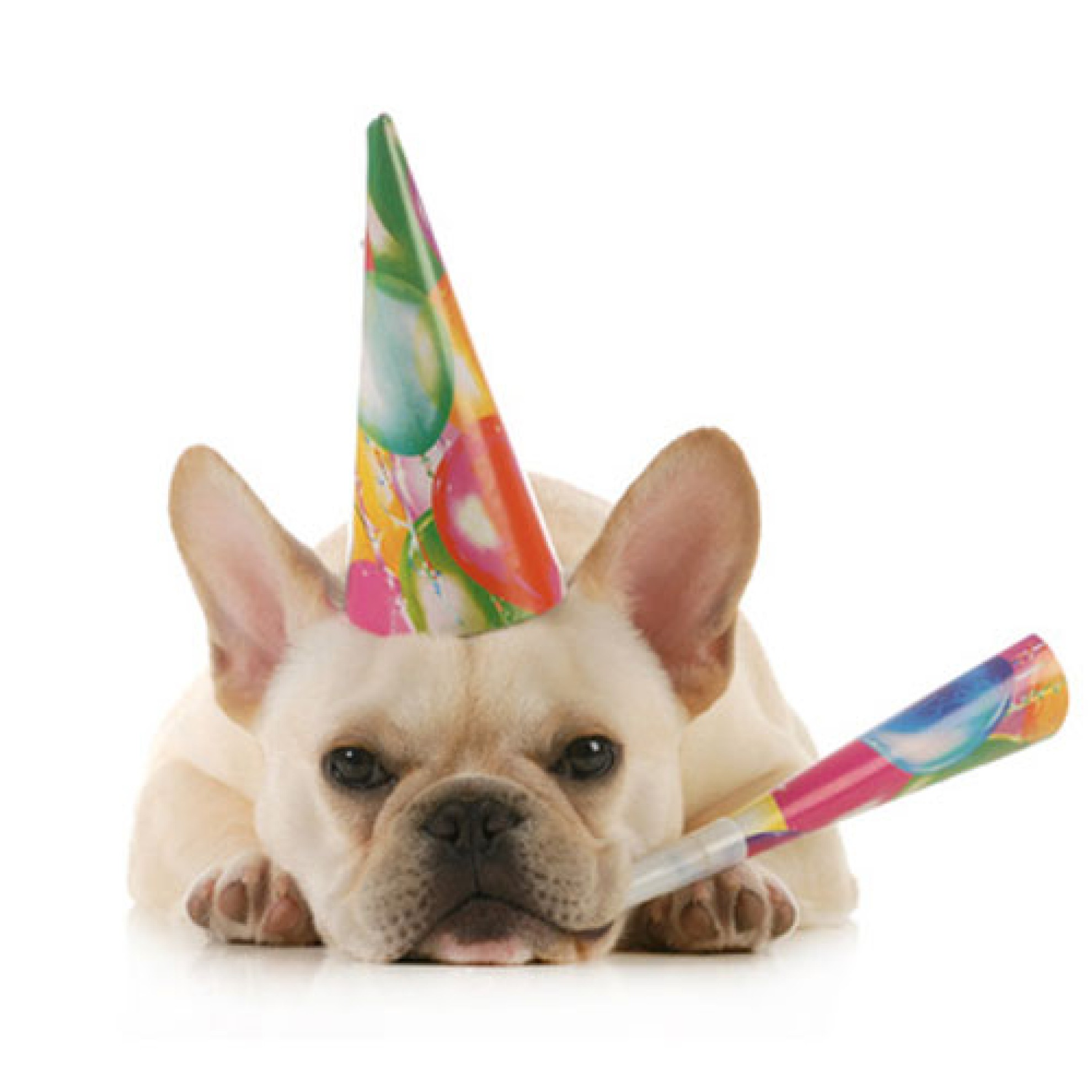 GeburtstagsÜberraschungsbox für Hunde, HundegeburtstagsÜberraschungspaket