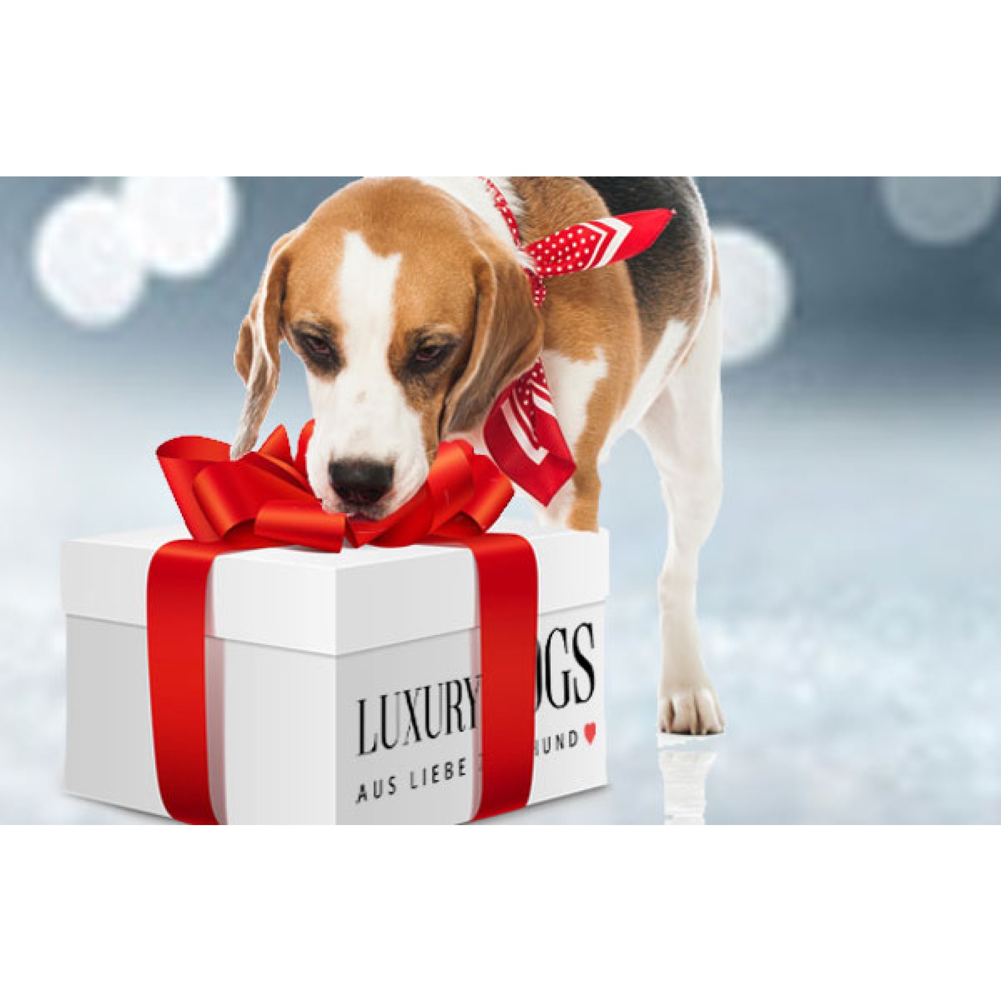 WeihnachtsÜberraschungsbox für große Hunde, Weihnachts